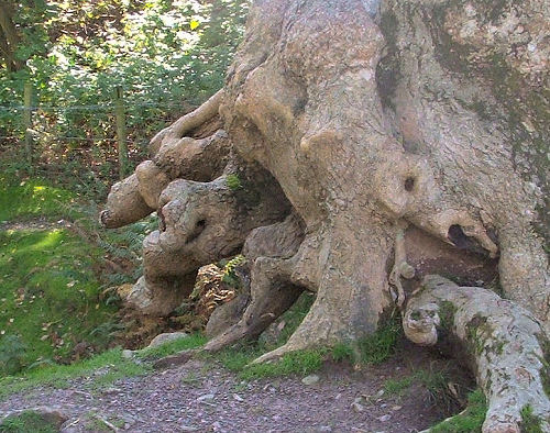 mountain ash uro